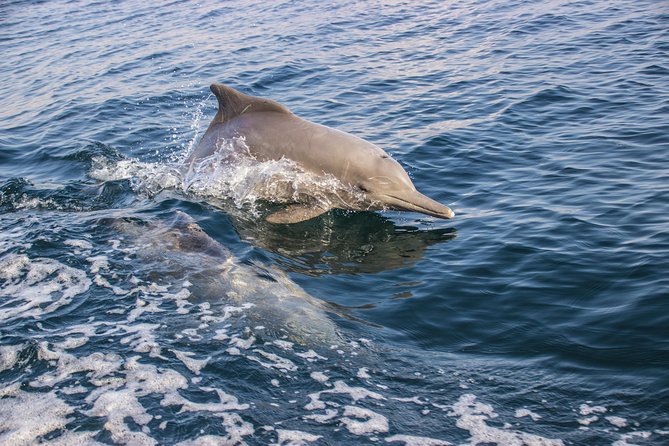 Full-Day Dhow Cruise in Khasab Musandam - Lunch and drinks keep the day easy