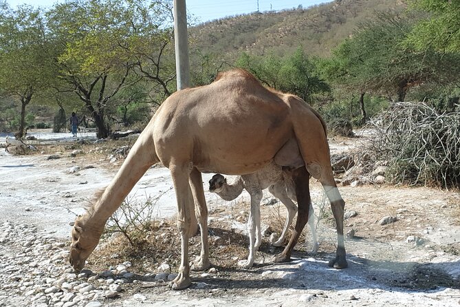 Full Day Guided Salalah a Combination of East and West tour - Why the East and West combination works