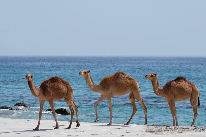 Full Day Guided Salalah a Combination of East and West tour - Wadi Darbat and the seasonal side of Salalah