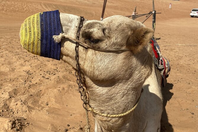 Full-Day Private Tour of Wahiba Sands Desert and Wadi Bani Khalid - A private day with a personal guide