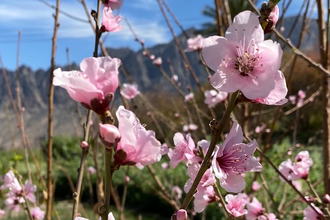 Full Day Tour from Wakan to Jebel Akhdar Trekking - What the positive feedback tells you