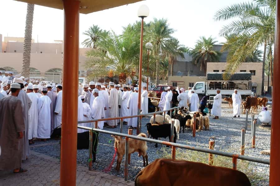 Full-Day Tour in Oman: Enchanting Forts of Nizwa and Jabreen - Why this Muscat day trip works