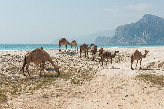 Full day west tour of Salalah - Frankincense trees and the honey connection