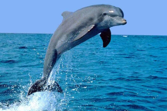 Half Day Dhow cruise to Telegraph Island (Shore excursions) - Dolphin watching and the wildlife around the reefs