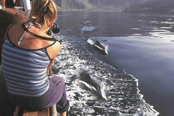 Half Day Dolphin Watching Musandam Dhow Cruise - Telegraph Island and the water stop