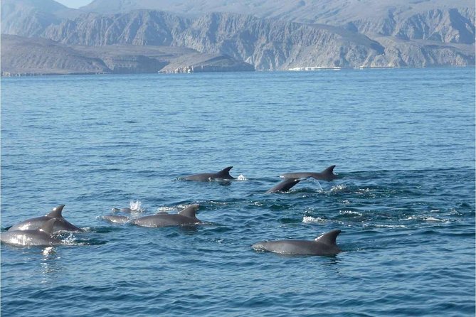 Half Day Dolphin Watching Musandam Dhow Cruise - Is $55 a fair price?