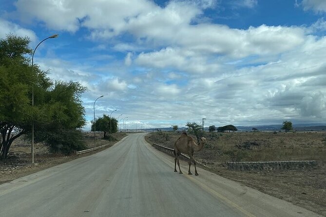 Half-Day Private Salalah East Tour - Jebel Samhan reaches above Dhofar