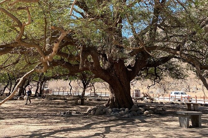 Half-Day Private Salalah East Tour - What the private guide changes