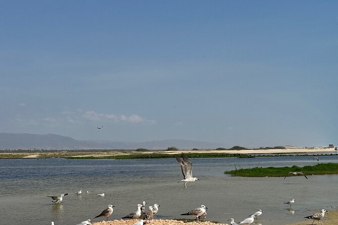Historical Salalah City Tour - The guide can make this tour much better