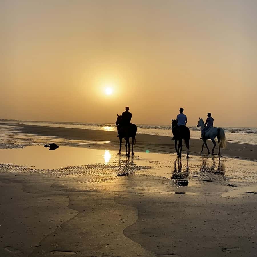 Horse riding in muscat beach - Why Beginners May Enjoy It
