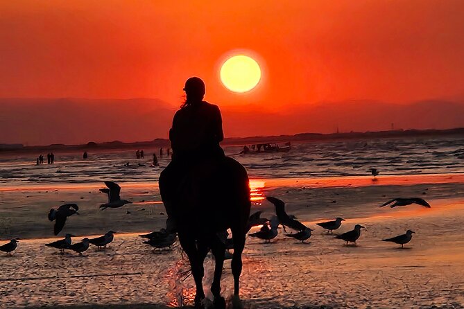 Horseback Riding Muscat Beach - Why the $76.66 price may or may not work for you