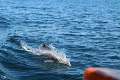 Half-Day Dhow Cruise, Dolphin Watching, & Snorkeling