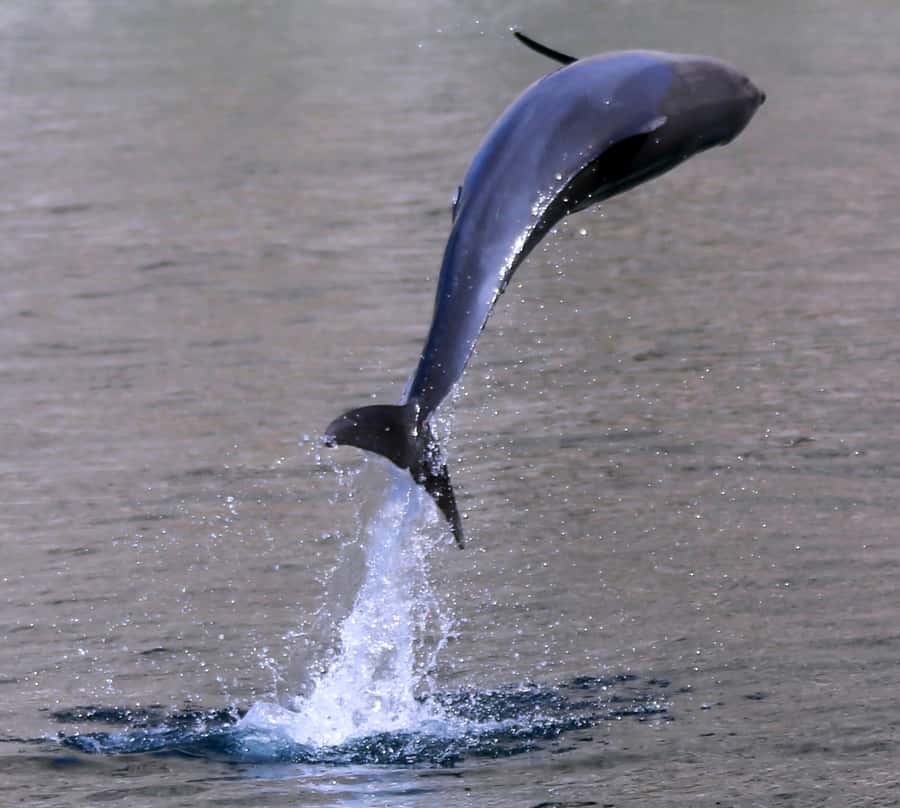 Khasab: Half-Day Dhow Cruise with Dolphin Watching - Food, drinks, towels, and what to bring