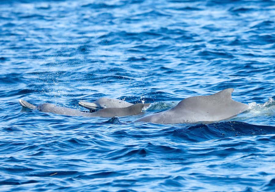 Khasab: Half-Day Dhow Cruise with Dolphin Watching - The crew and languages