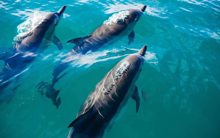 Khasab: Khor Sham Half-Day Cruise with Snorkeling & Dolphins - Watching for dolphins in the fjord