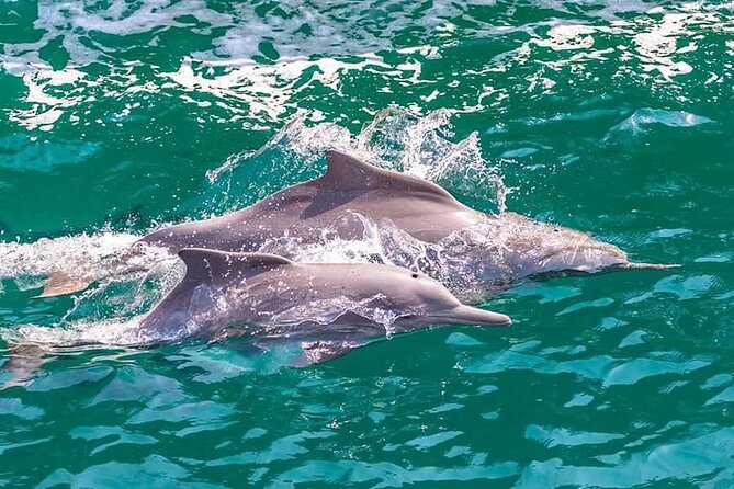 Khasab Musandam Full Day dhow cruise with lunch and Snorkeling - Boarding at Khasab Harbor at 10:00
