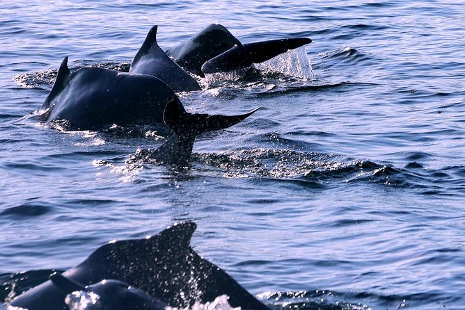 Khasab Musandam Half Day Dhow Cruise - Is $40 good value for three and a half hours?