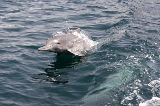 Khasab Musandam Half Day Dhow Cruise and Snorkeling Trip - Small details that can improve your day