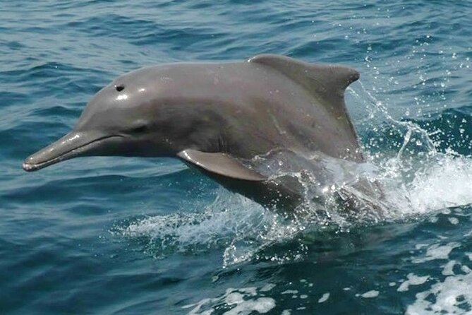 Khasab Musandam Half Day Dhow Cruise and Snorkeling Trip - Telegraph Island swimming and snorkeling stop