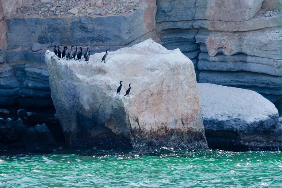 Khasab Musandam |Telegraph Island |Dhow Cruise | Dolphins - Lunch and refreshments make the $51 price easier to judge