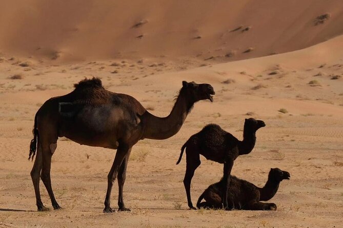 Luxury Overnight Desert Safari in Salalah - A traditional camp with private tents