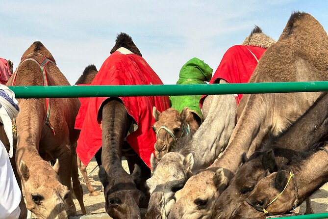 Luxury Overnight Desert Safari in Salalah - Dinner, camel meat, and the evening by the fire