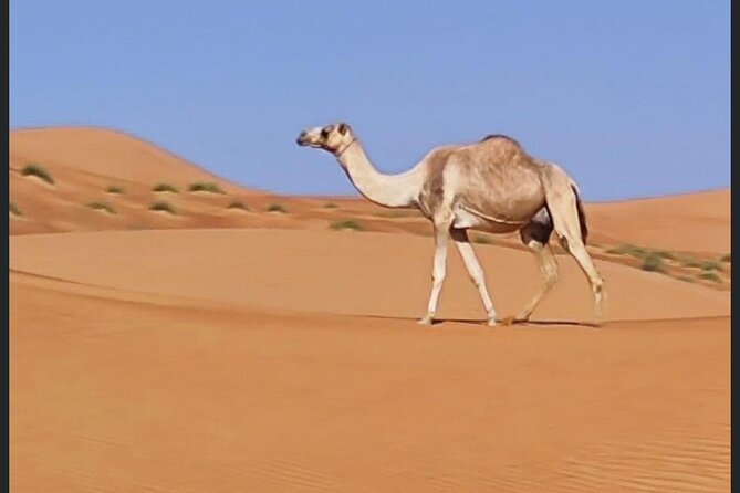 Luxury Overnight Desert Safari in Salalah - Sunrise before breakfast and the return journey