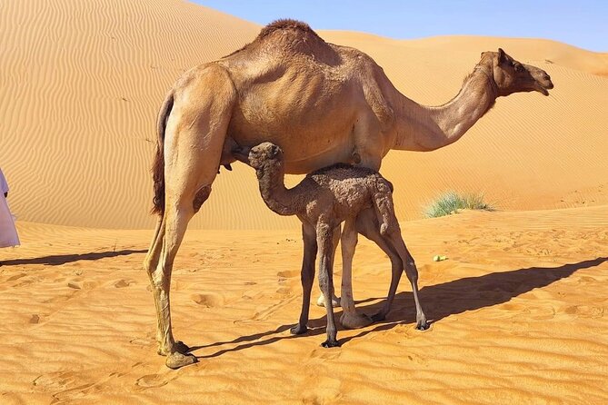 Luxury Overnight Desert Safari in Salalah - What $245 per person really covers