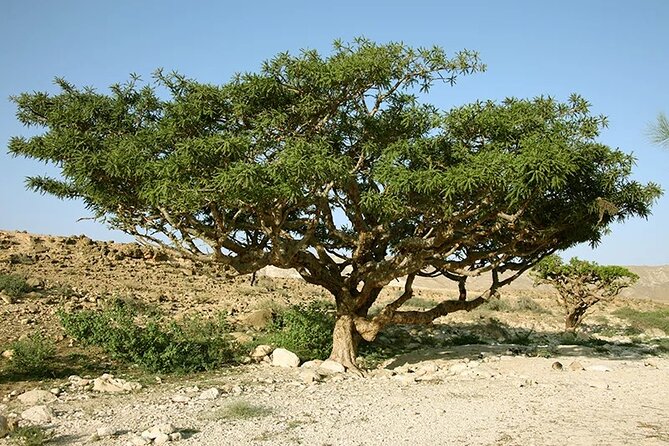 Luxury Overnight Desert Safari in Salalah - Choosing the right guide and preparing well