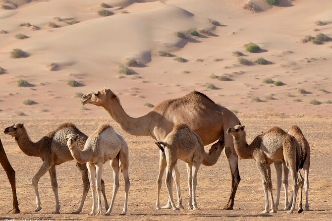 Luxury Sunset Desert Safari - Wubar, the lost city of the sands