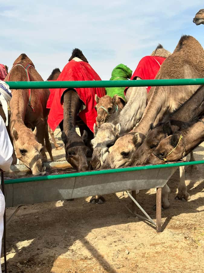 Luxury Sunset Desert Safari at Salalah Empty Quarter - Black camels and a working desert economy