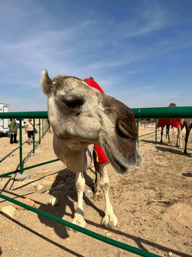 Luxury Sunset Desert Safari at Salalah Empty Quarter - The high dunes of Rab al Khali