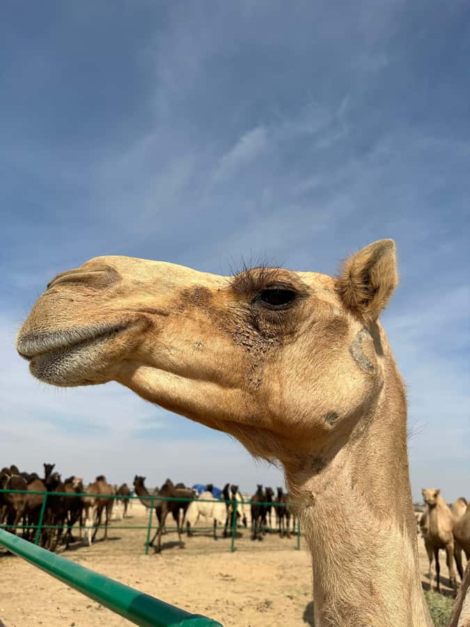 Luxury Sunset Desert Safari at Salalah Empty Quarter - Sunset, Arabic coffee, and a quieter final hour