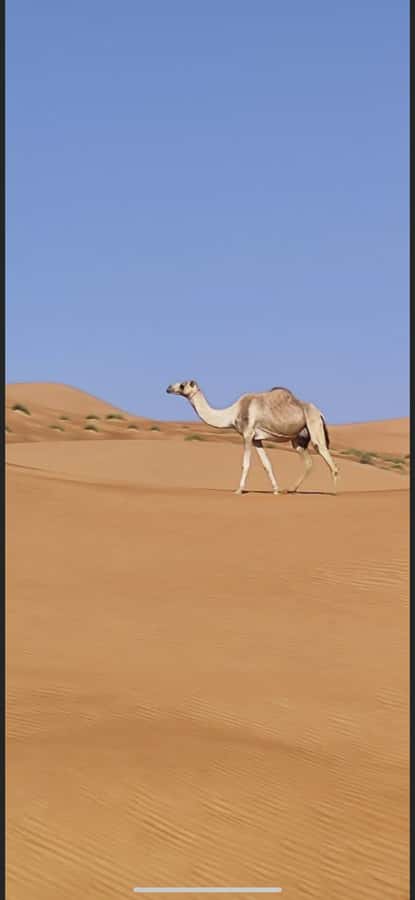 Magical Desert Safari By Land Cruise in Empty Quarter - Sand bashing with a local Omani driver