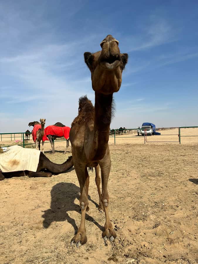 Magical Desert Safari By Land Cruise in Empty Quarter - Sunset above the Empty Quarter