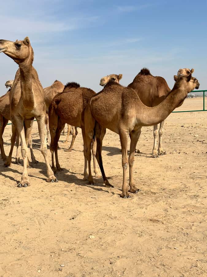 Magical Desert Safari By Land Cruise in Empty Quarter - What the guide adds to the day