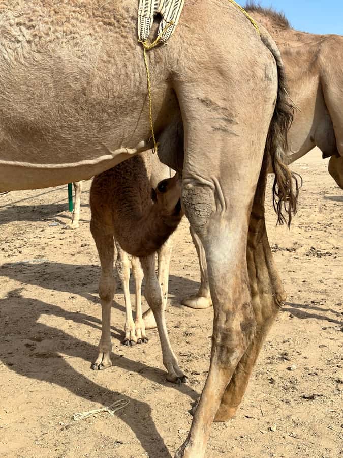 Magical Desert Safari By Land Cruise in Empty Quarter - Is $152 a fair price?