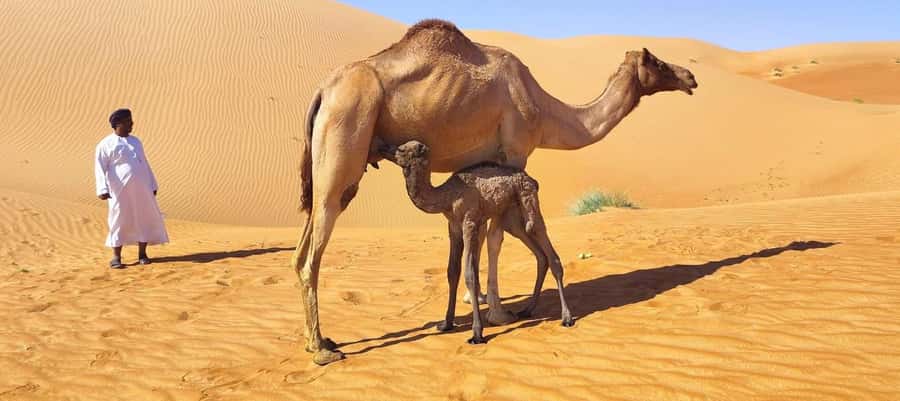 Magical Desert Safari By Land Cruise in Empty Quarter - Frankincense Natural Park and Dhofar’s old trade