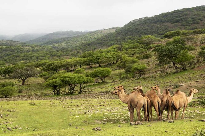 Mountain Safari, Camels, waterfalls & lunch (Group Tour) - Two hours at Wadi Darbat