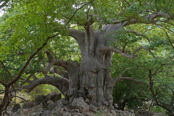 Mountain Tour - Darbat falls, Jebel Samhan, sinkholes, baobabs - Hinae Valley and the baobabs