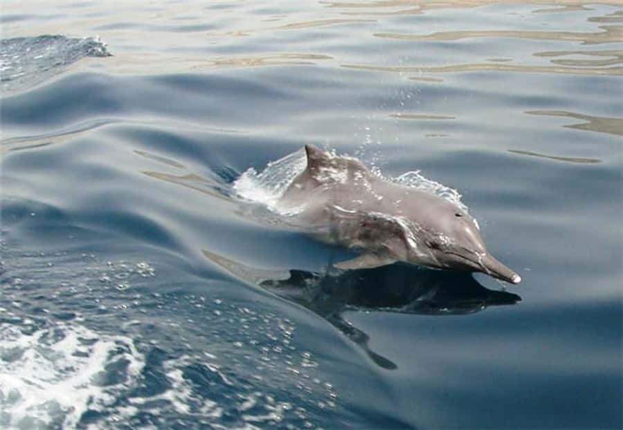 Musandam Khasab Full-Day Cruise with Transfers & Lunch - Setting sail on a traditional dhow at 10:00