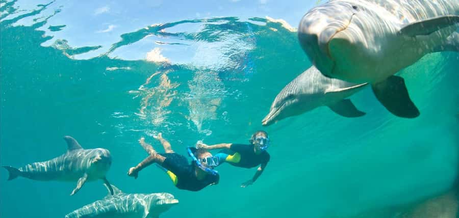 Muscat: 4-Hour Snorkeling Tour with Dolphin watching - Is $90 a Fair Price?