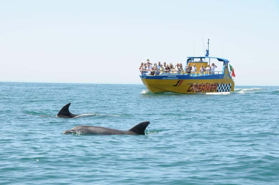 Muscat: 4-Hour Snorkeling Tour with Dolphin watching - Who Should Skip This Outing