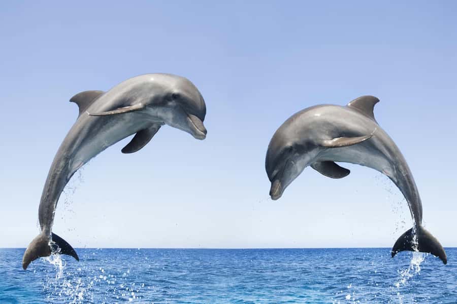 Muscat: 4-Hour Snorkeling Tour with Dolphin watching - Booking Details That Matter