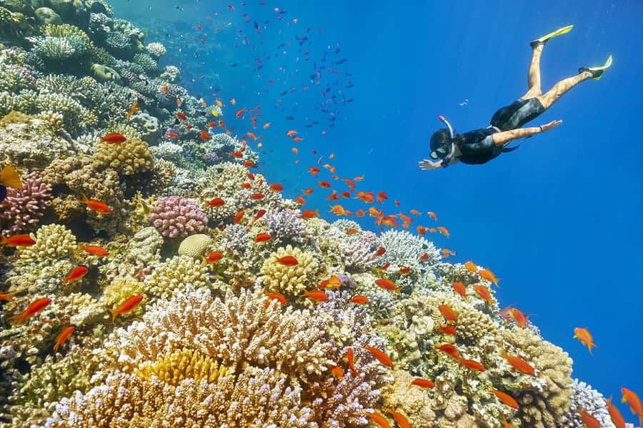 Muscat: 4-Hour Snorkeling Tour with Dolphin watching - Watching for Dolphins From the Boat