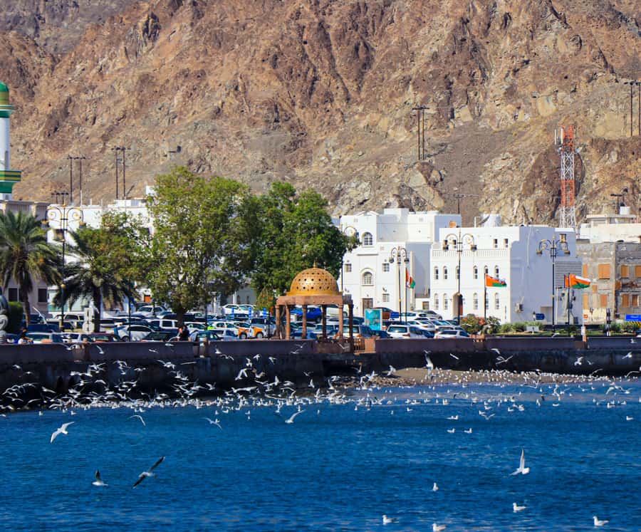 Muscat: Budget Friendly City Tour - Morning or evening?
