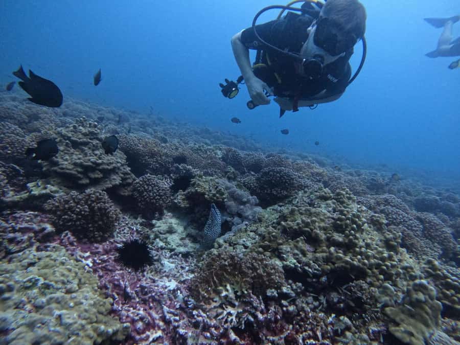 Muscat: Daymaniat Islands Scuba Diving for Beginners - Learning the basics before entering the Gulf
