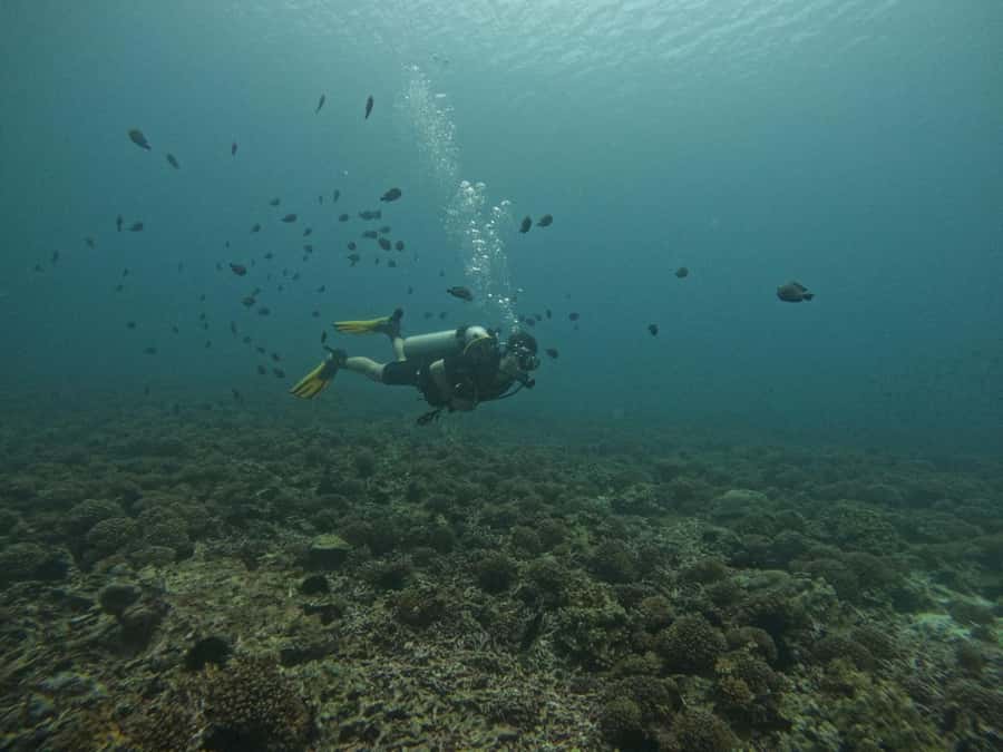 Muscat: Daymaniat Islands Scuba Diving for Beginners - What the marine life can mean for your morning