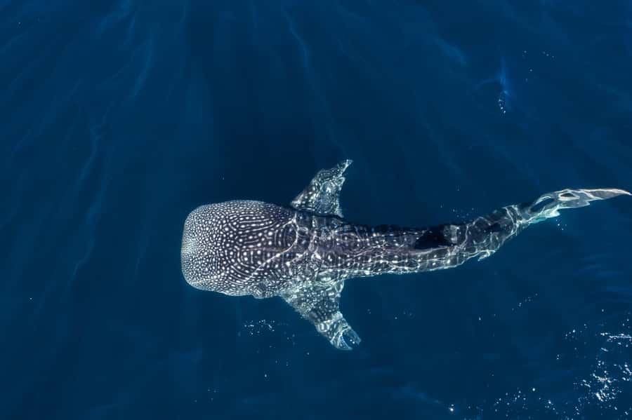 Muscat: Daymaniat Islands Snorkeling Tour with Refreshments - The first snorkeling stop, turtles and shallow reef