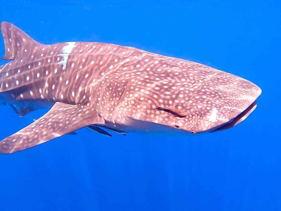 Muscat: Daymaniat Islands Snorkeling Tour with Refreshments - Beach time from November through April